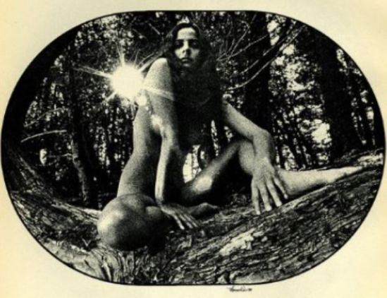 Thomas Weir. Virgin forest.