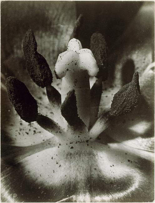 Brassaï. Pistil de tulipe vers 1932 épreuve gélatino-argentique RMN
