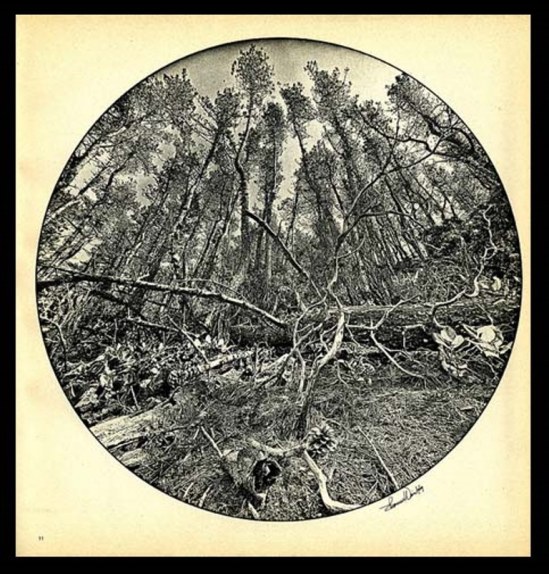 Thomas Weir3. The virgin forest Via honeybadgerco