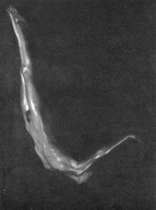 Maurice Beck. Nu, plongeon 1933 Via liveauctioneers