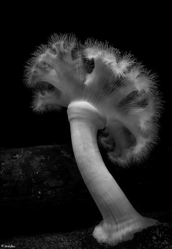 ®Breylac. Volupté abyssale Via photo.net