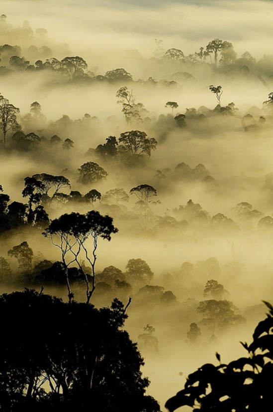® Nara Simhan. Typical rain forest view from Borneo Via flickr