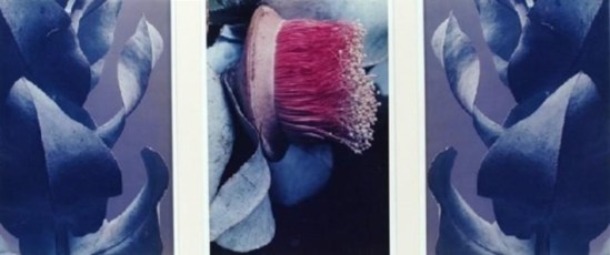 Max Dupain. Eucalyptus macrocarpa (triptych) 1984. Via mutualart