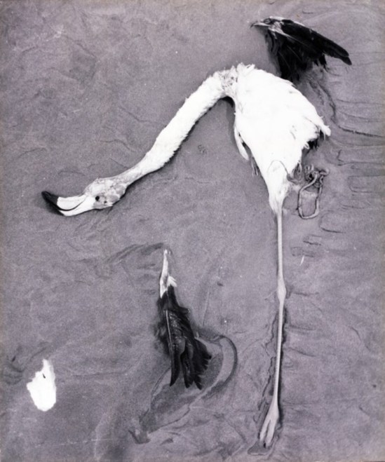 Lucien Clergue. Flamant mort dans les sables, Camargue 1956. Epreuve argentique, Arles, musée Réattu, don de l’artiste, 1965. © Clergue 2014