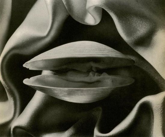 Ruth Bernhard. Clam 1936