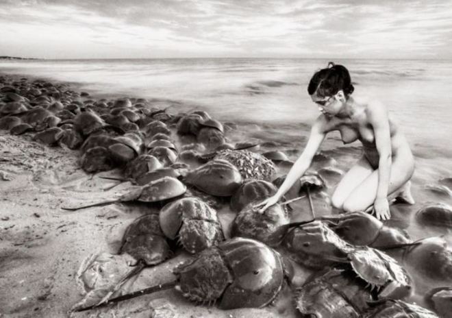 Pierre-André Sauvageot. Adèle et les limules. Photocollage