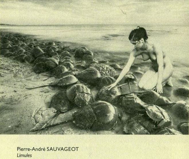 Pierre-André Sauvageot. Adèle et les limules. Via surrintblogspot