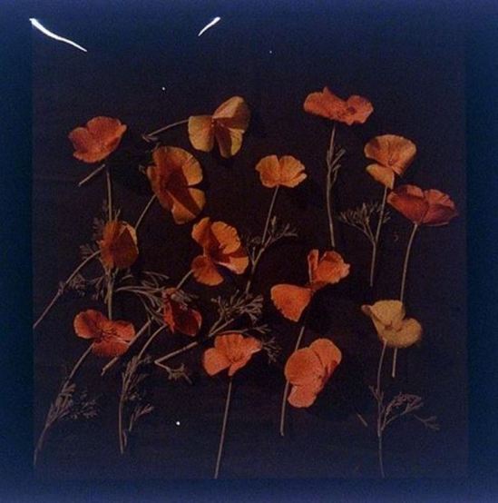 charles-c-zoller-california-poppy-wild-1907-1932-autochrome-via-eastmanuseum