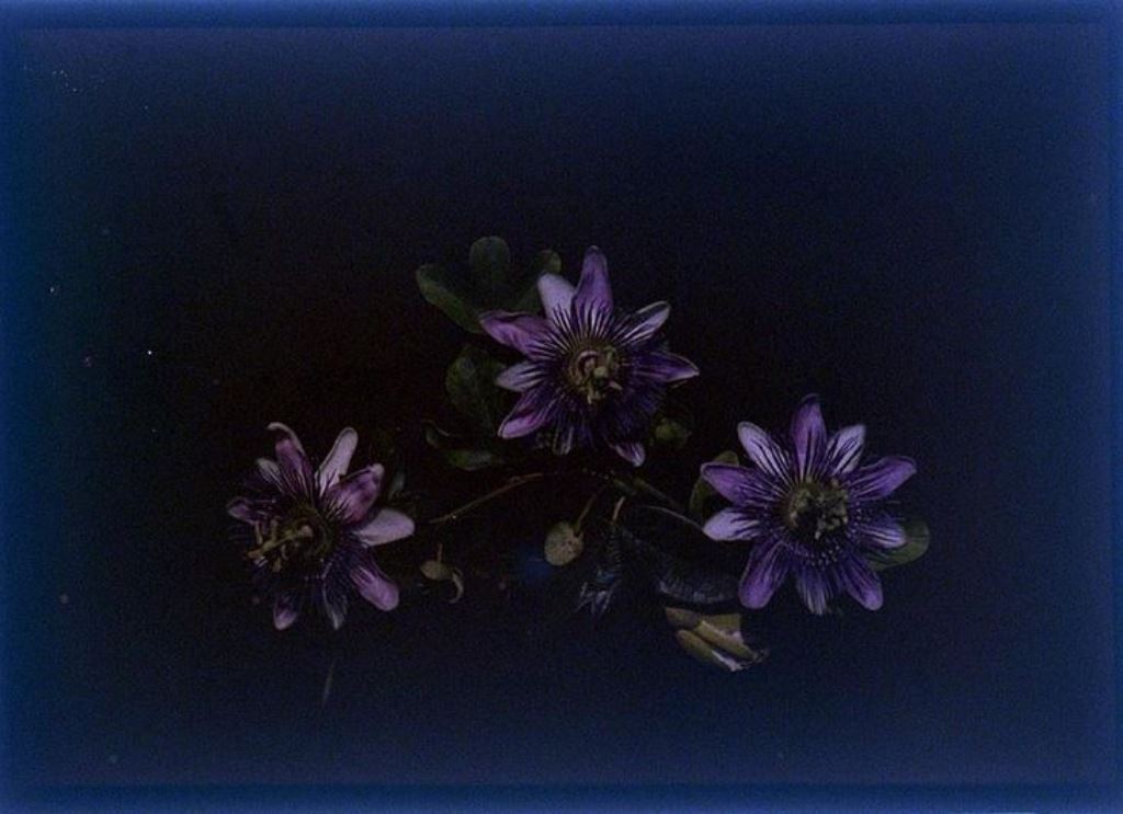 charles-c-zoller-cut-flowers-1907-1932-autochrome-via-eastmanuseum