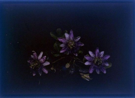 charles-c-zoller-cut-flowers-1907-1932-autochrome-via-eastmanuseum