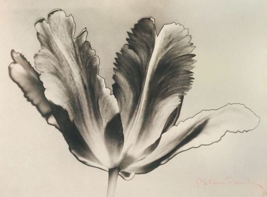 Blanc & Demilly. Tulipe 1935. Via artnet