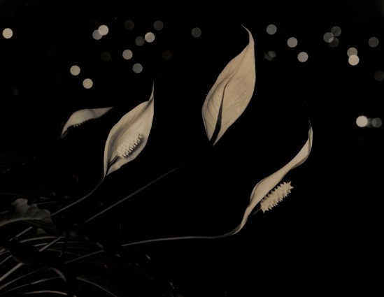 Max Dupain. Hawaiian lilies at night